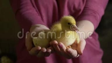 雌鸭抱着刚出生的小鸭和破空蛋