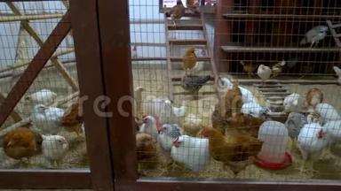 许多鸡在家禽养殖场的鸡舍里。