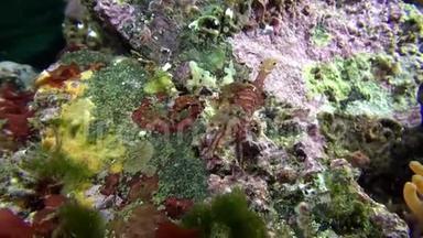 巴伦支海海底的条纹玻璃<strong>虾</strong>。