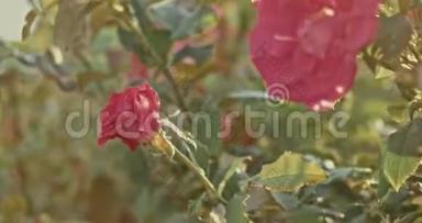 秋天在花园里枯萎的美丽的红色攀援玫瑰