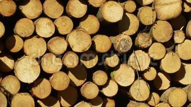 木头大堆的剪树干，圆木.. 欧洲云杉树皮甲虫入侵和攻击的云杉林