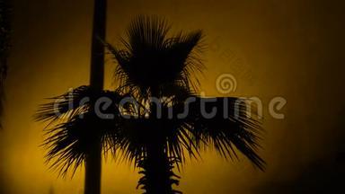 夜晚古堡墙上一棵棕榈树的阴影，温暖的光照