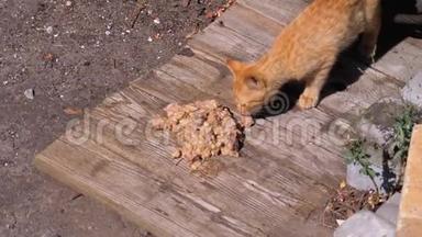 无家可归的野红猫在垃圾填埋场的街上吃肉。 喂养<strong>流浪动物</strong>