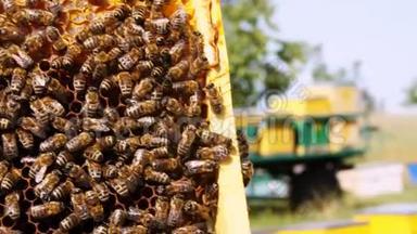 蜂巢的框架。 蜂房上成群结队的<strong>蜜蜂</strong>。 在蜂巢里工作的<strong>蜜蜂</strong>。 <strong>蜜蜂</strong>把花蜜变成蜂蜜
