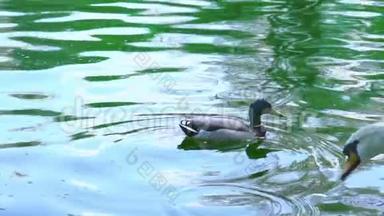 一只野鸭在<strong>白天鹅</strong>边游泳，<strong>白天鹅</strong>在水中捕捉到一些东西，吃得很慢