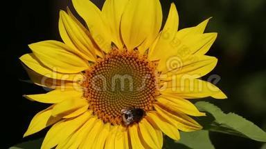 大黄蜂在一朵向日葵上