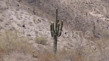 亚利桑那州，沙漠，一个孤独的萨瓜罗仙人掌多臂在南山公园沙漠