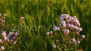 蓟植物的紫色小花..