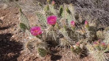 亚利桑那州，大峡谷，昆虫飞来飞去的粉红色刺梨花