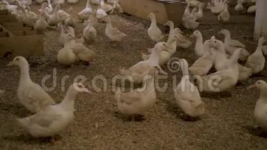 鸭子农场里的白鸭子