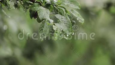 下雨时花园里的纸浆树。 树上的果实仍然是绿色的。 不能接触到水果