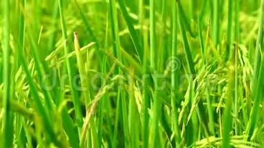 风慢吹稻田和<strong>水稻种植</strong>在泰国。 亚洲的有机<strong>水稻</strong>农场。 农业。 主菜
