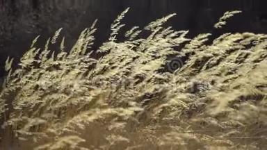 自然<strong>背景</strong>-美丽的羽毛草在日落时缓慢地随风飞翔，秋天干枯的野草