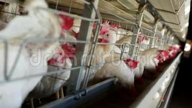家禽<strong>养殖场</strong>饲养鸡，鸡蛋经过转运，鸡和蛋，禽流感