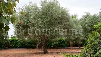 11月在塞浦路斯将花园与橄榄树分割开来