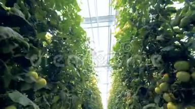 温室`天花板和番茄`种植场的底部景色