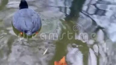 傻瓜，水中的鸟