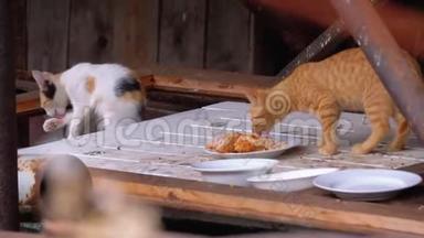 无家可归的野红猫在垃圾填埋场的街上吃肉。 喂养流浪动物