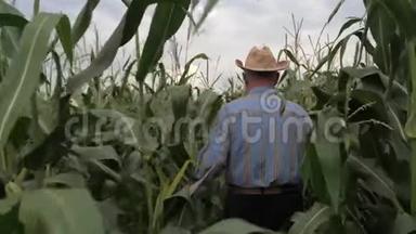 穿着牛仔帽的老农夫穿过玉米地，回头看。