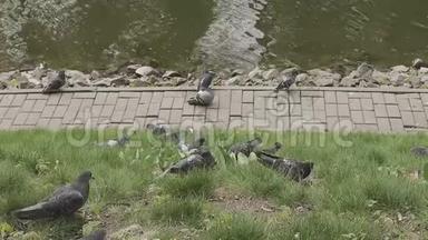 灰鸽子走在池塘边的草地上