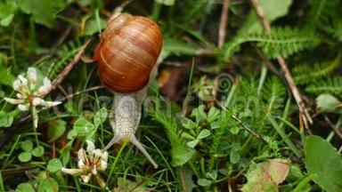螺也是<strong>蜗牛</strong>，可食用的<strong>蜗牛</strong>或，是一种大型的、可食用的、可呼吸空气的陆地<strong>蜗牛</strong>