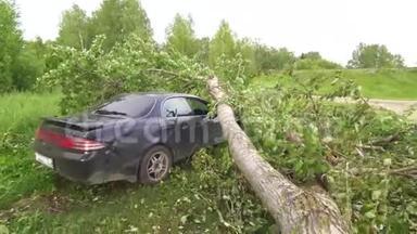 树倒在汽车上，飓风的影响