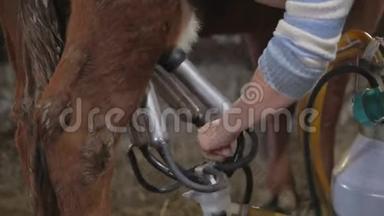 奶牛挤奶机在牲畜养殖。 自动奶牛加工挤奶牛。