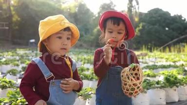 可爱的孩子们兄弟姐妹正在有机草莓农场采摘红色成熟浆果。 假期儿童户外活动