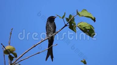 黑鸟<strong>大</strong>尾蚴坐在树枝上对抗蓝天