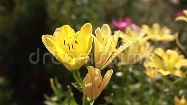 黄色亚细亚混合百合。 夏天花园里生长的鲜花。 园艺概念