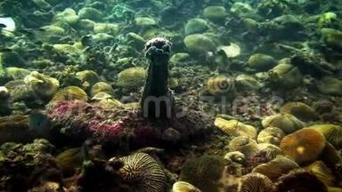 加拉帕戈斯海底海洋泻湖上的海参。