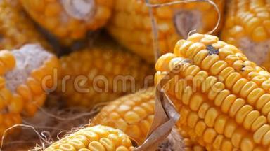 位于谷仓近景的黄色玉米。 玉米的收获。 农业生产