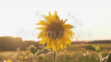 一片向日葵的田野。 阳光下鲜艳的黄色向日葵.. 向日葵特写。