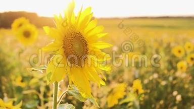 一片向日葵的田野。 阳光下鲜艳的黄色向日葵.. 向日葵特写。