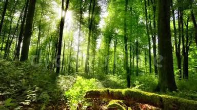 太阳把迷人的光线投射到绿色的森林里