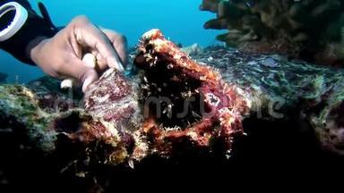 潜水员手摸海底的珊瑚深海海底。