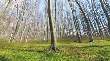 森林中树木的背景。 镜头广角上的树木全景.. 林间空地，绿草如茵