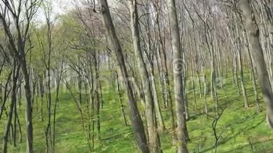 森林中树木的背景。 镜头广角上的树木全景.. 林间空地，绿草如茵