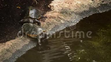 海龟进入河里游泳
