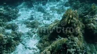 由美丽的水下景观潜艇制作的4k视频。 珊瑚礁和游动的热带鱼类