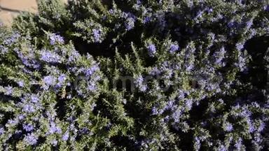 迷迭香花。 迷迭香植物在春天盛开的花朵中。 紫色迷迭香草