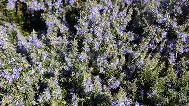 大黄蜂喝迷迭香花的花蜜。 迷迭香植物在春天盛开的花朵中。 紫色迷迭香草