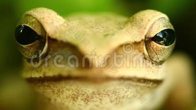金树蛙大头双眼肖像特写