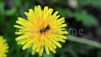 蒲公英花粉中的野生蜜蜂