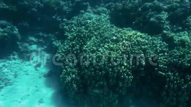 由美丽的水下景观潜艇制作的4k视频。 珊瑚礁和游动的热带鱼类