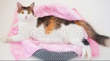 猫怀孕。 怀孕的印花布猫，大肚子躺在粉红色的织物上，看着相机。 白色背景