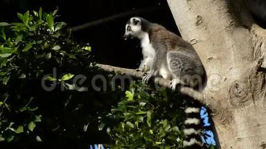 环尾狐猴日光浴。 Lemur猫在树上环顾四周——Lemur猫