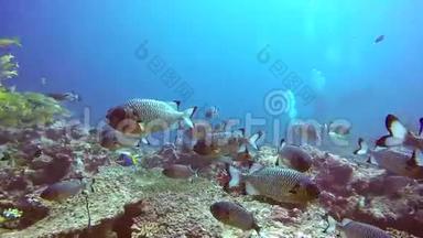 马尔代夫清澈海底背景上的红雀鱼群。
