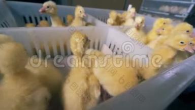许多小鸭子在一个有部分的盒子里，特写。