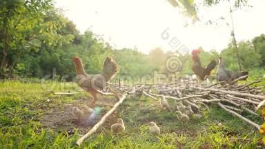 鸡、汉、鸡在后院<strong>自由行</strong>走. 日落农场可爱的快乐鸟家庭。 4K.